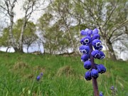 25 Fiore di Muscari